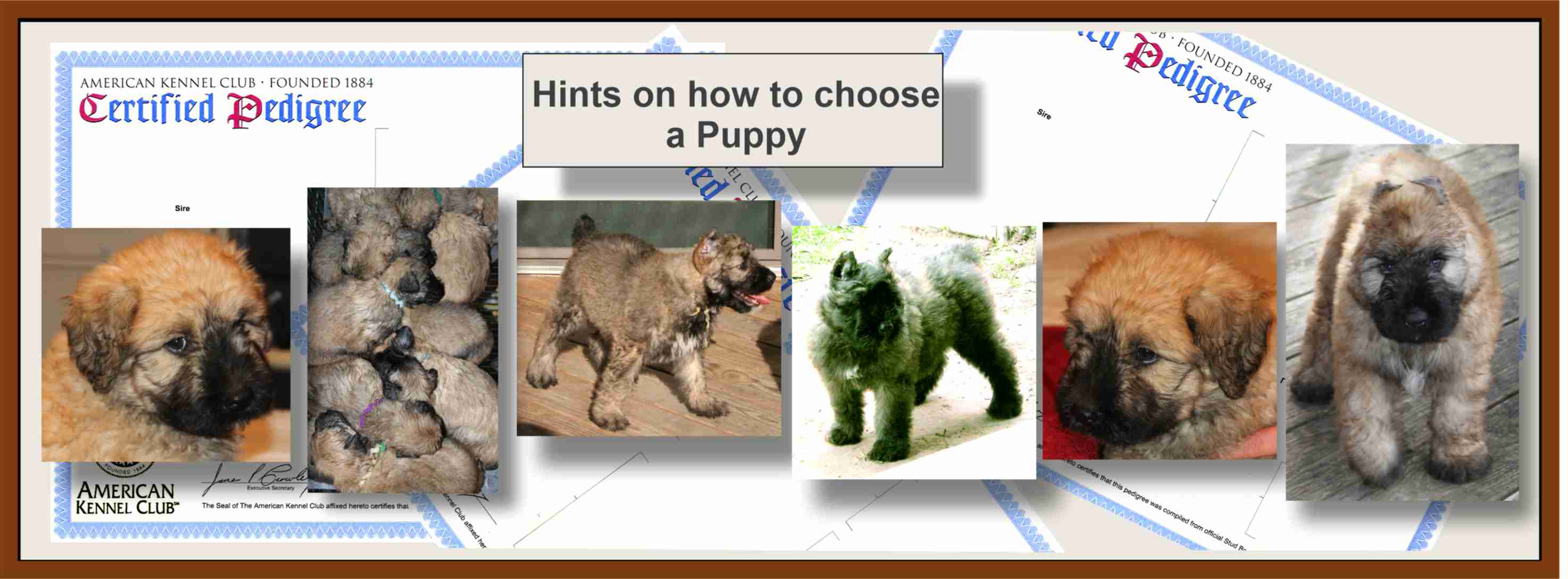 BOUVIER DES FLANDRES HEALTH OTHER ISSUES AND GOOD CHOICES